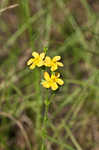 Hairy St. Johnswort